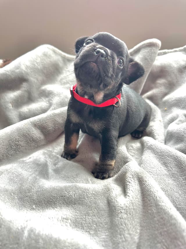 French Bulldog Puppies from OFA'd parents media 9