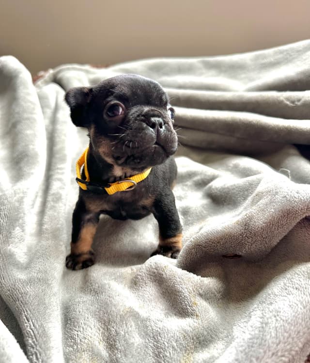 French Bulldog Puppies from OFA'd parents media 11