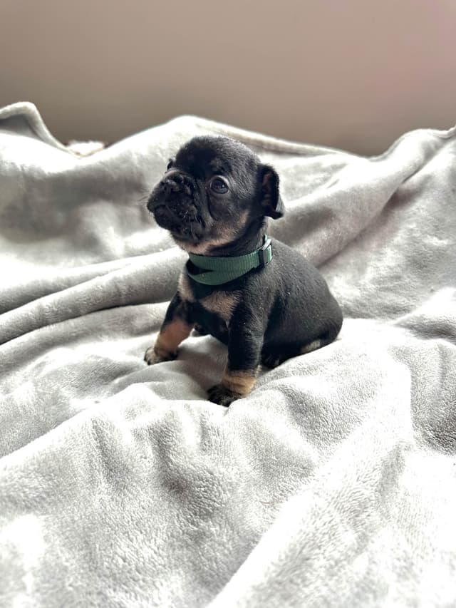 French Bulldog Puppies from OFA'd parents media 10