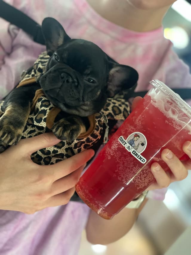 French Bulldog Puppies from OFA'd parents media 5