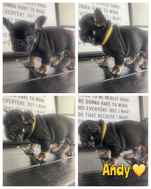 French Bulldog Puppies from OFA'd parents media 3