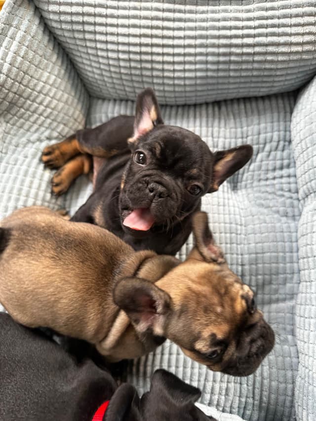 French Bulldog Puppies from OFA'd parents media 7