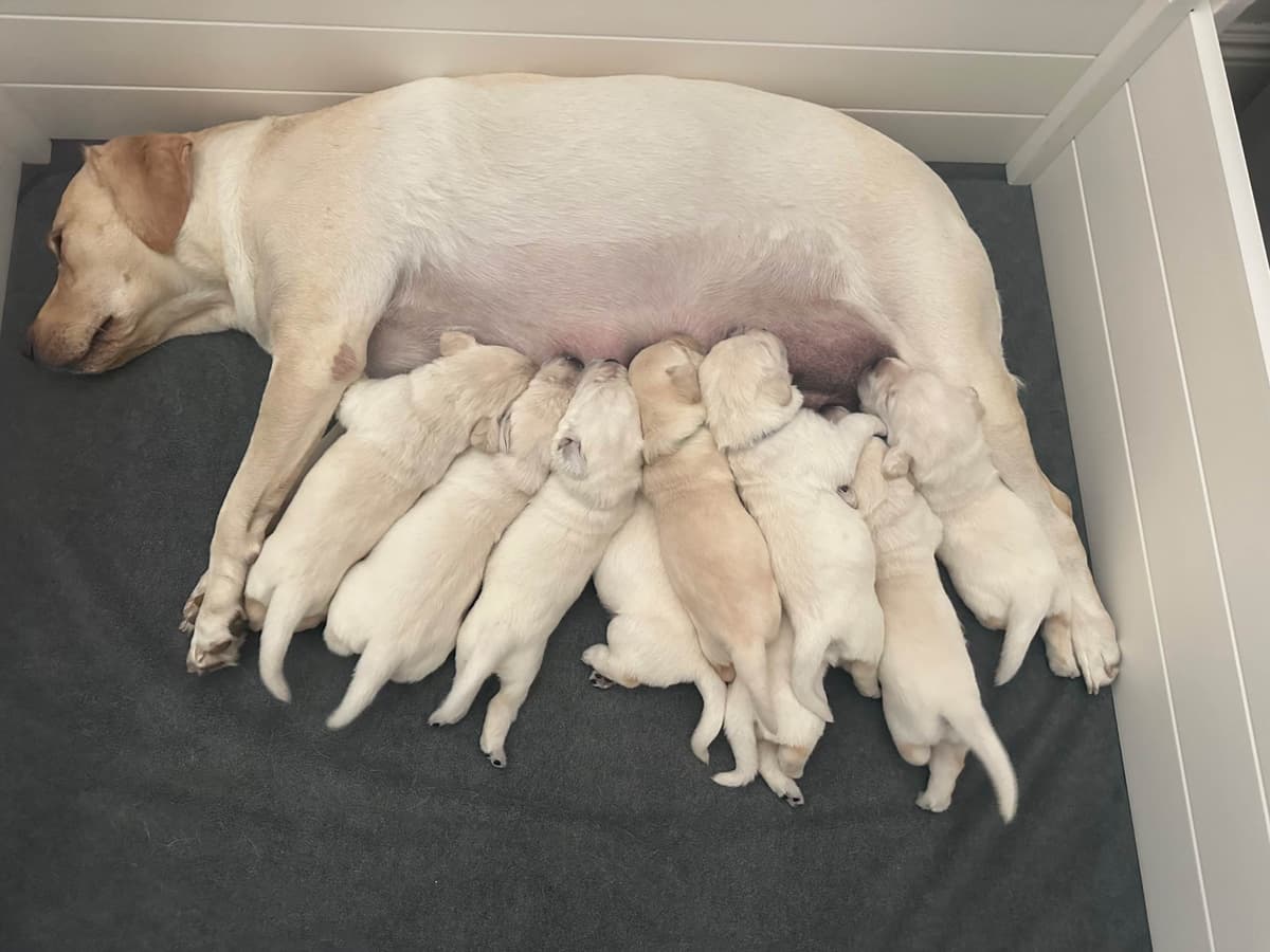 Labrador Retriever Puppies breeder image 3