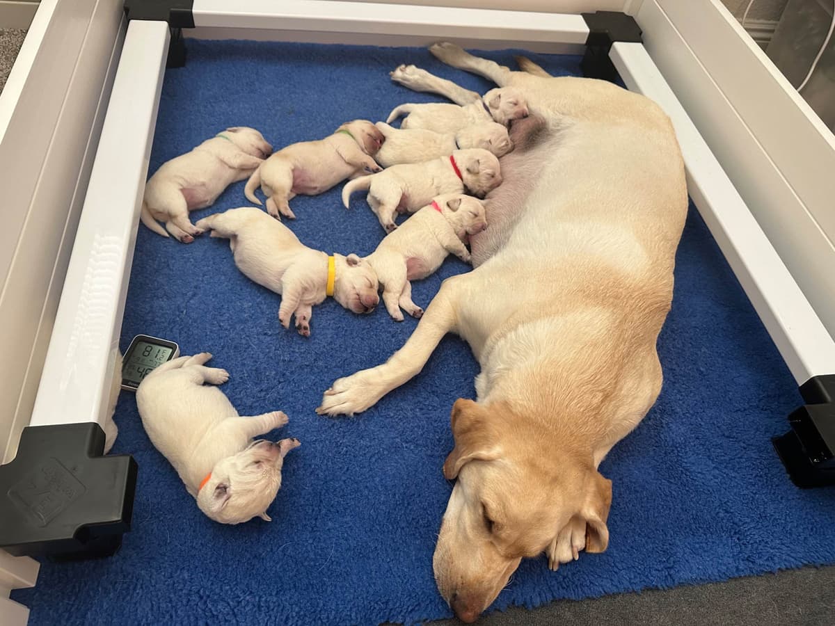 Labrador Retriever Puppies breeder image 4