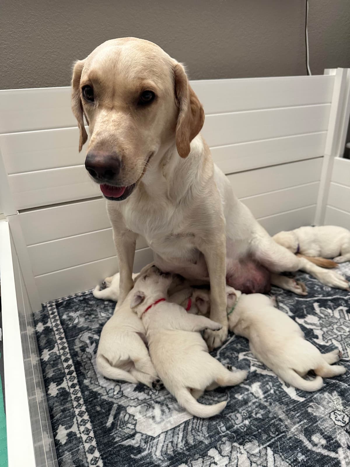 Labrador Retriever Puppies breeder image 5