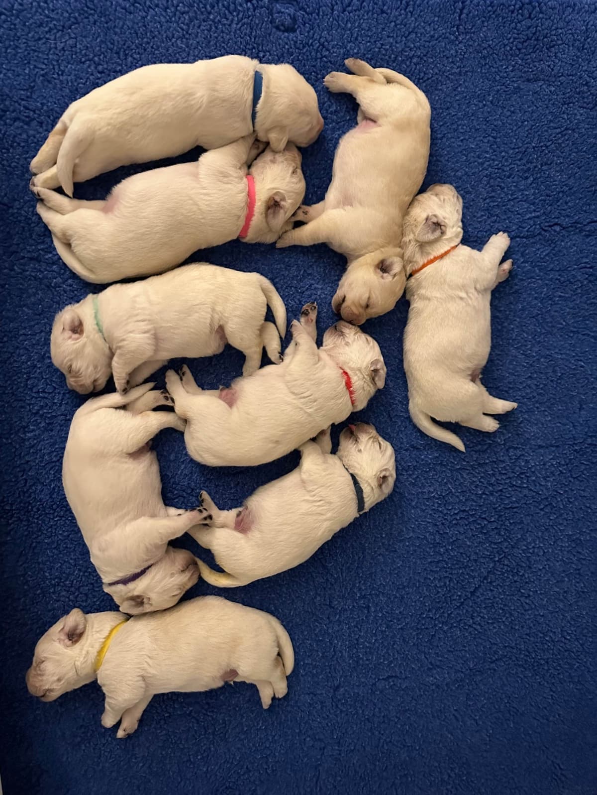 Labrador Retriever Puppies breeder image 6