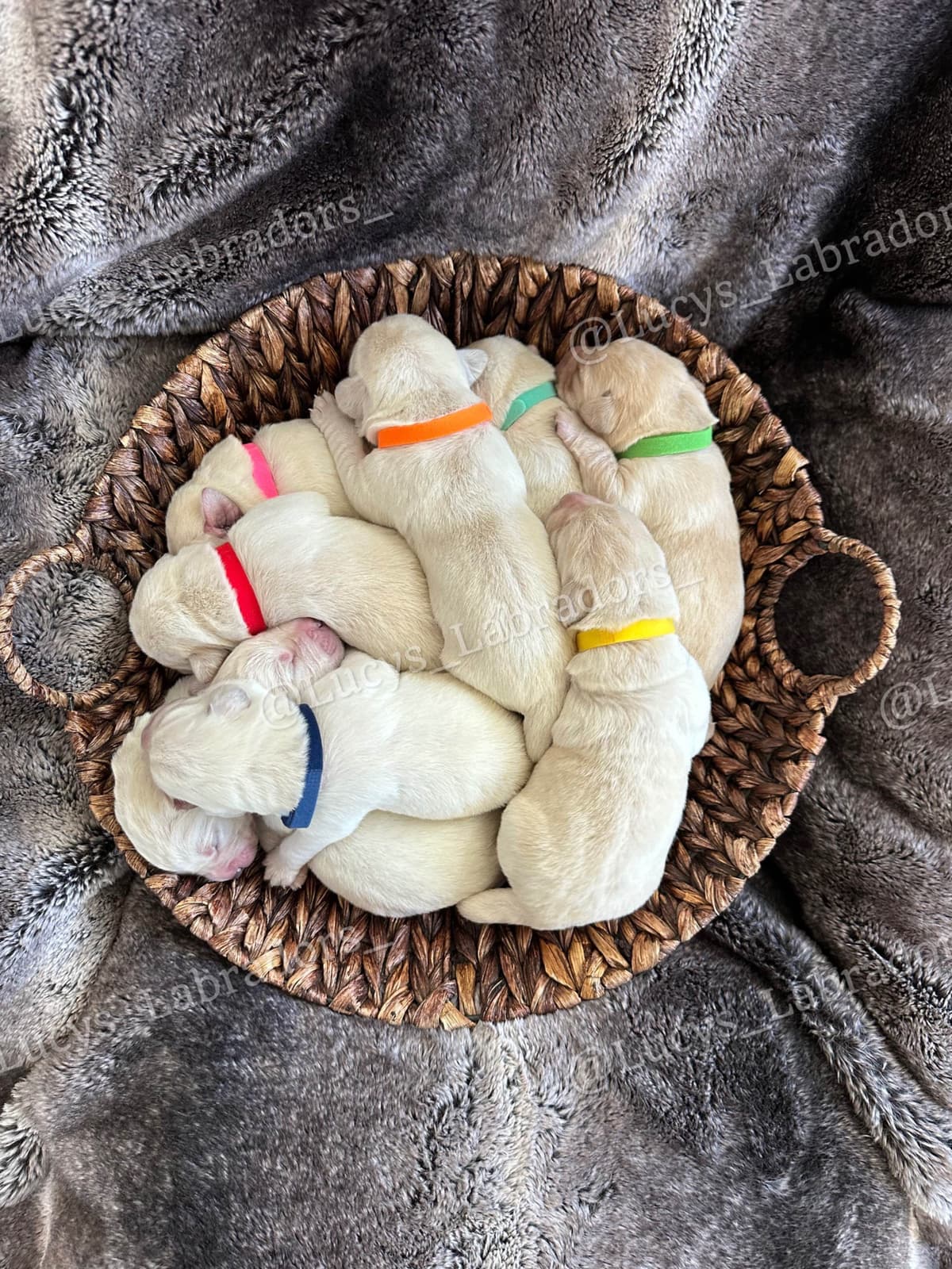 Labrador Retriever Puppies breeder image 10