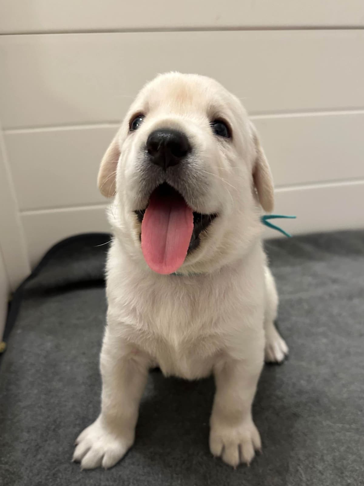 Labrador Retriever Puppies breeder image 7
