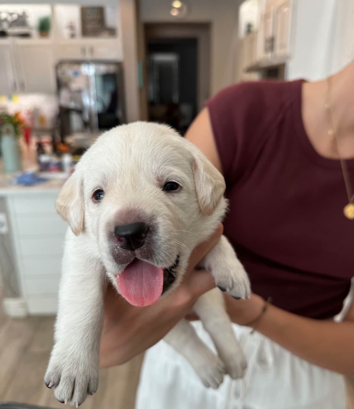 Labrador Retriever Puppies breeder image 8