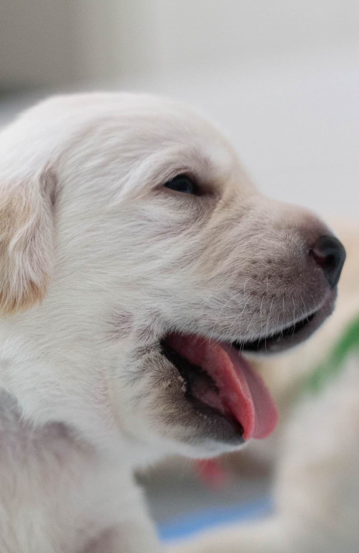 Labrador Retriever Puppies breeder image 9