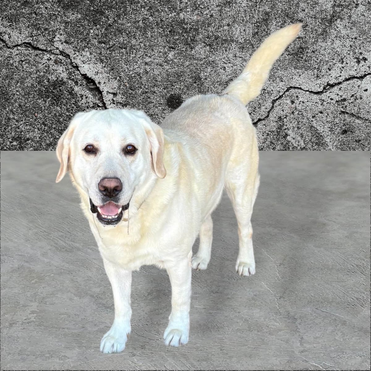 Labrador Retriever Puppies breeder image 11