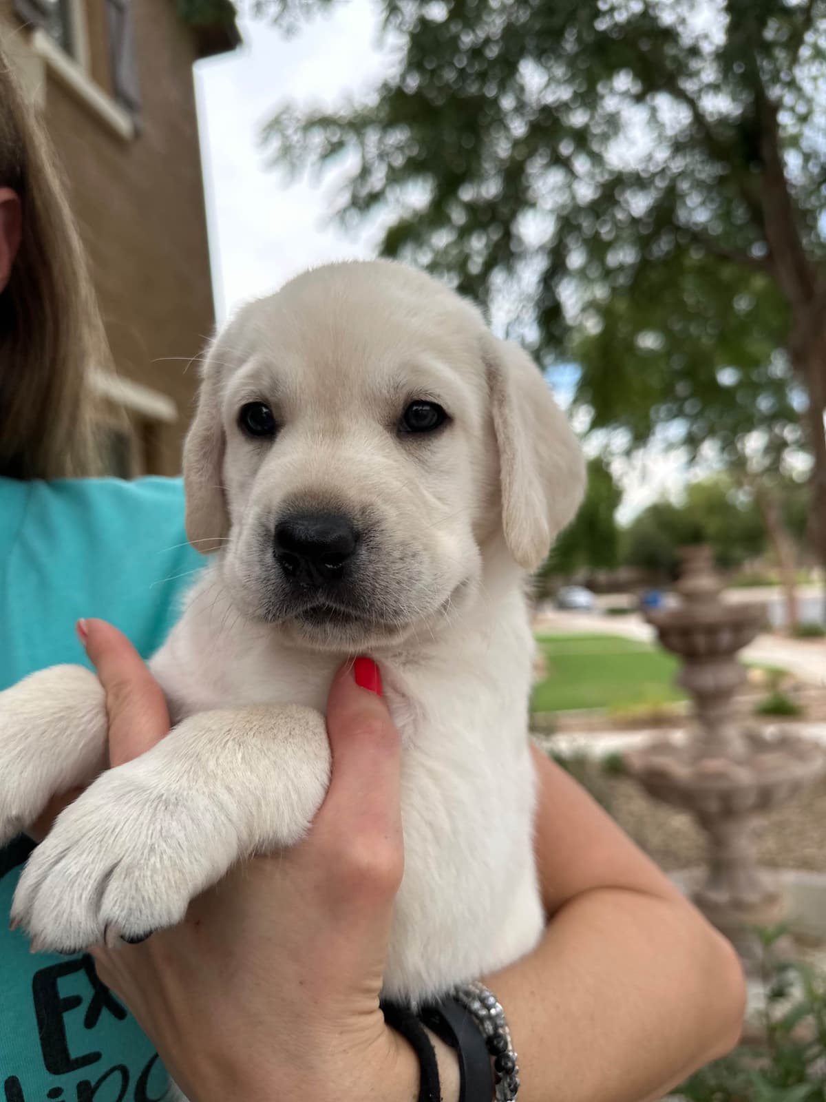 Labrador Retriever Puppies breeder image 12