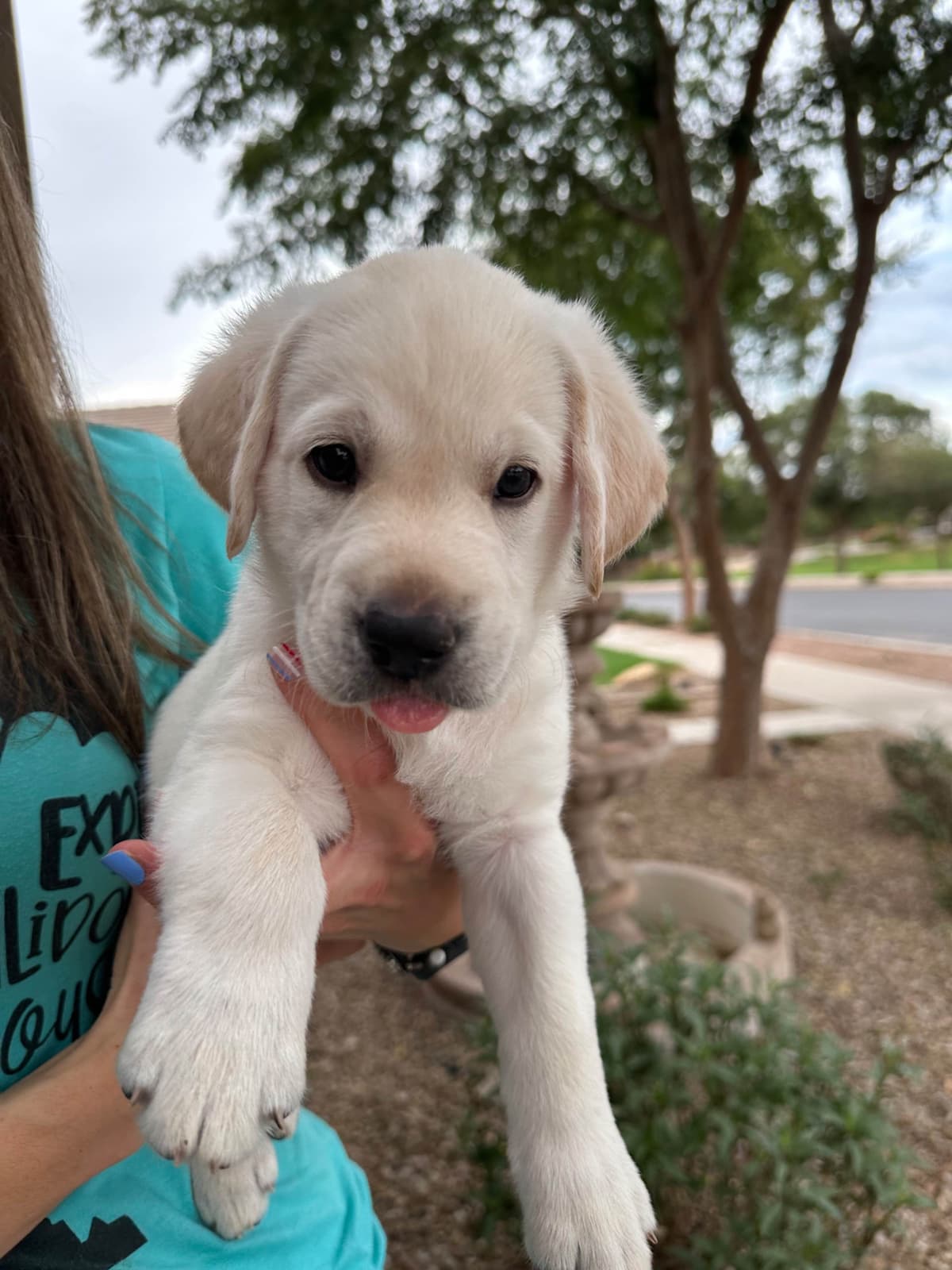 Labrador Retriever Puppies breeder image 13