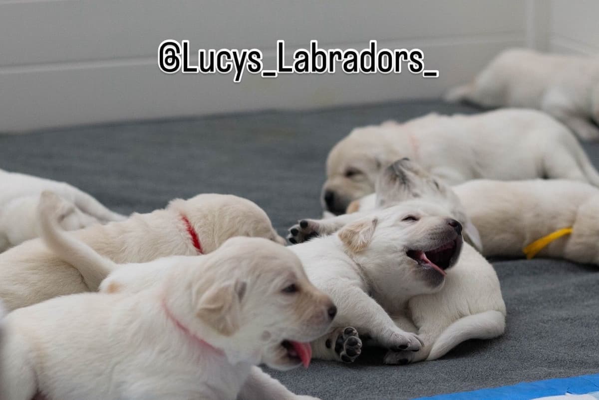 Labrador Retriever Puppies breeder image 15