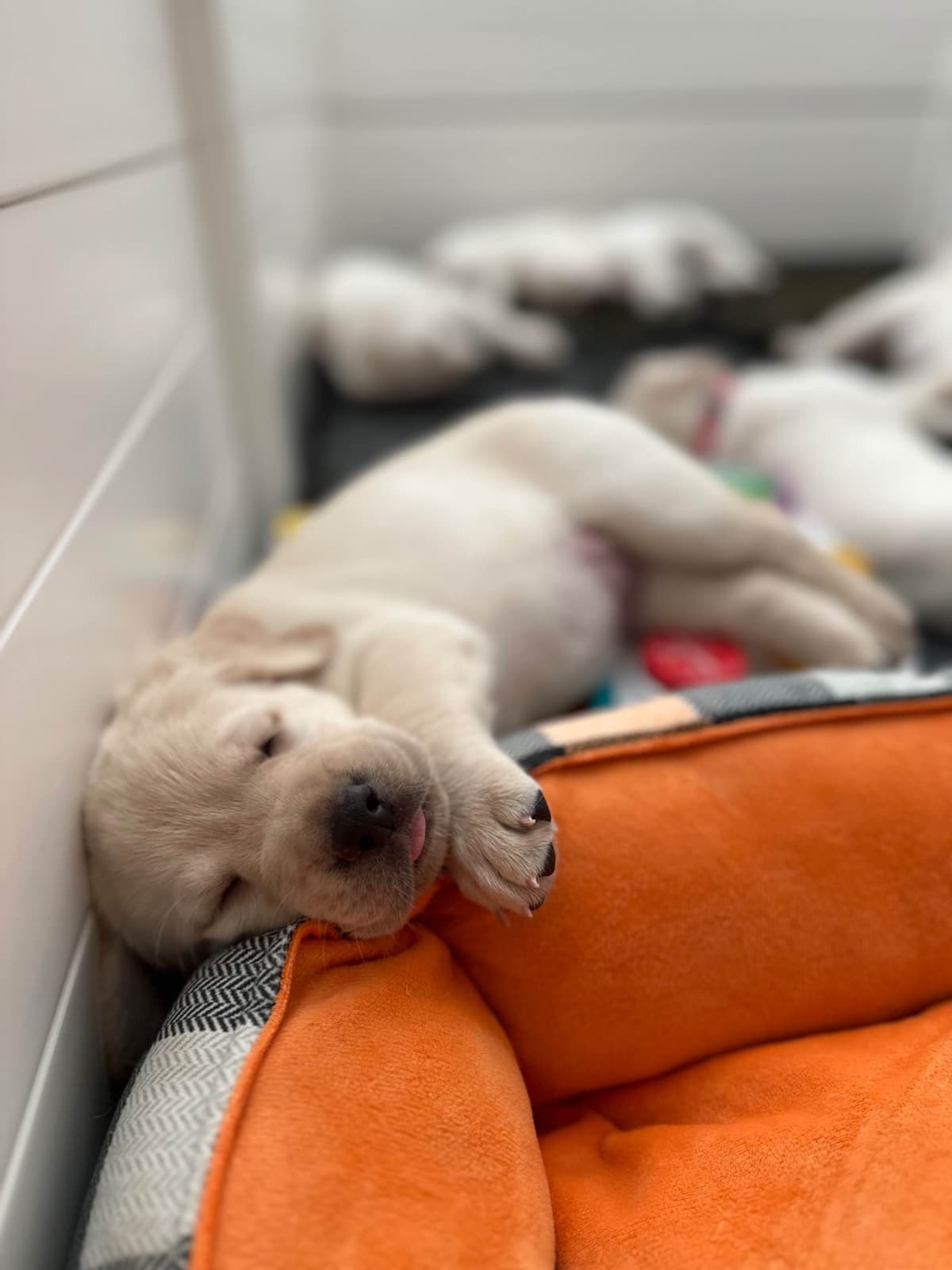 Labrador Retriever Puppies breeder image 16