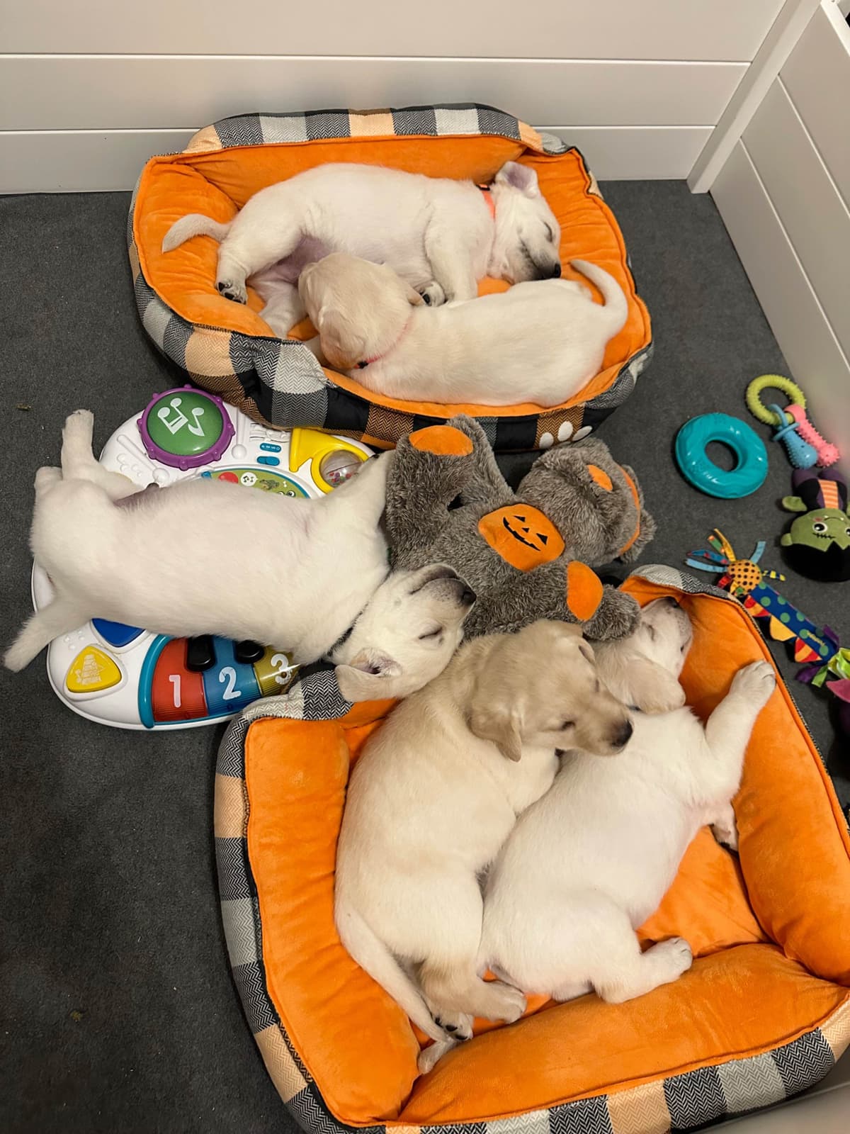 Labrador Retriever Puppies breeder image 23