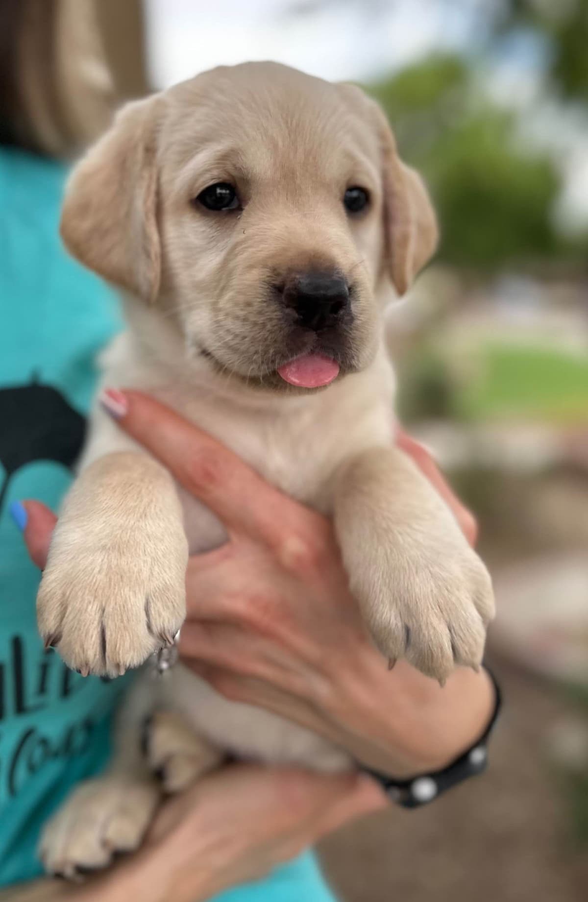 Labrador Retriever Puppies breeder image 18