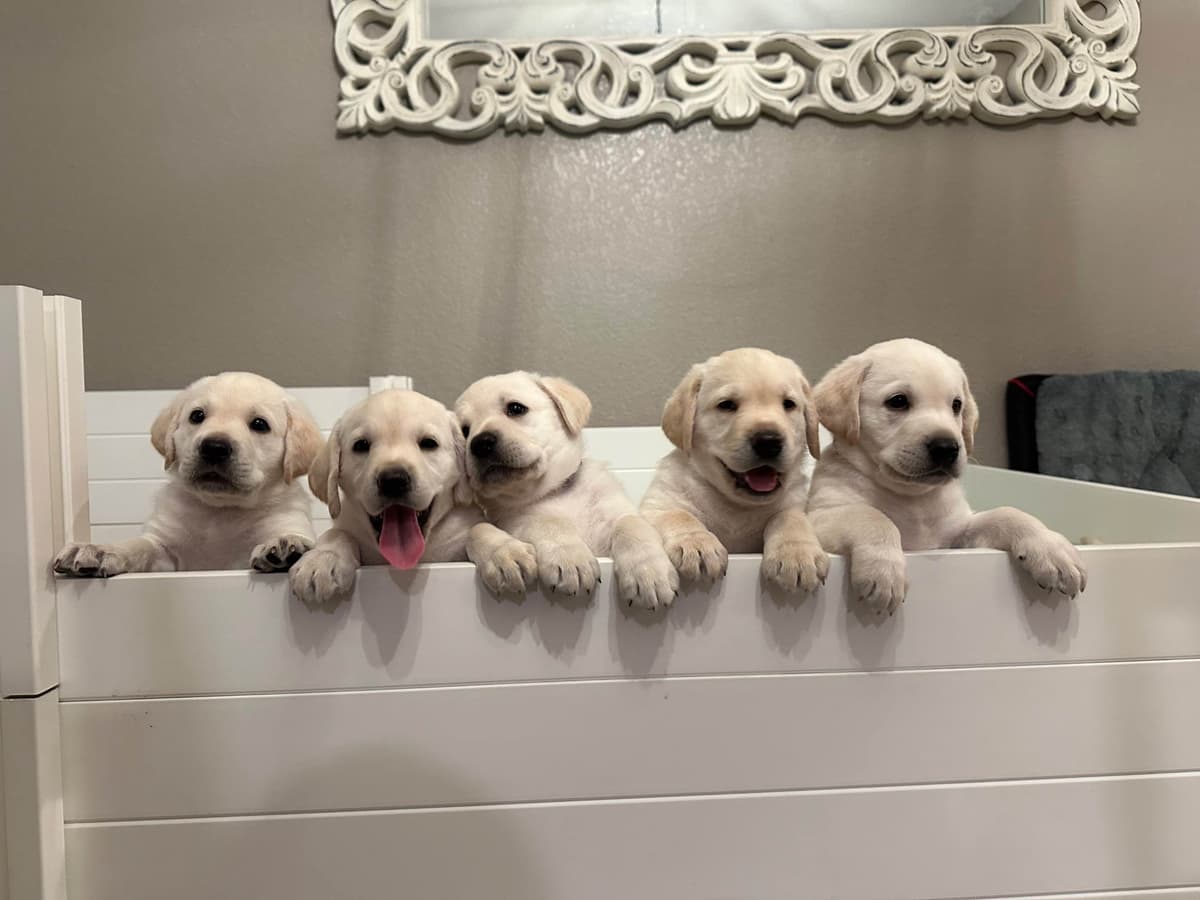 Labrador Retriever Puppies breeder image 19