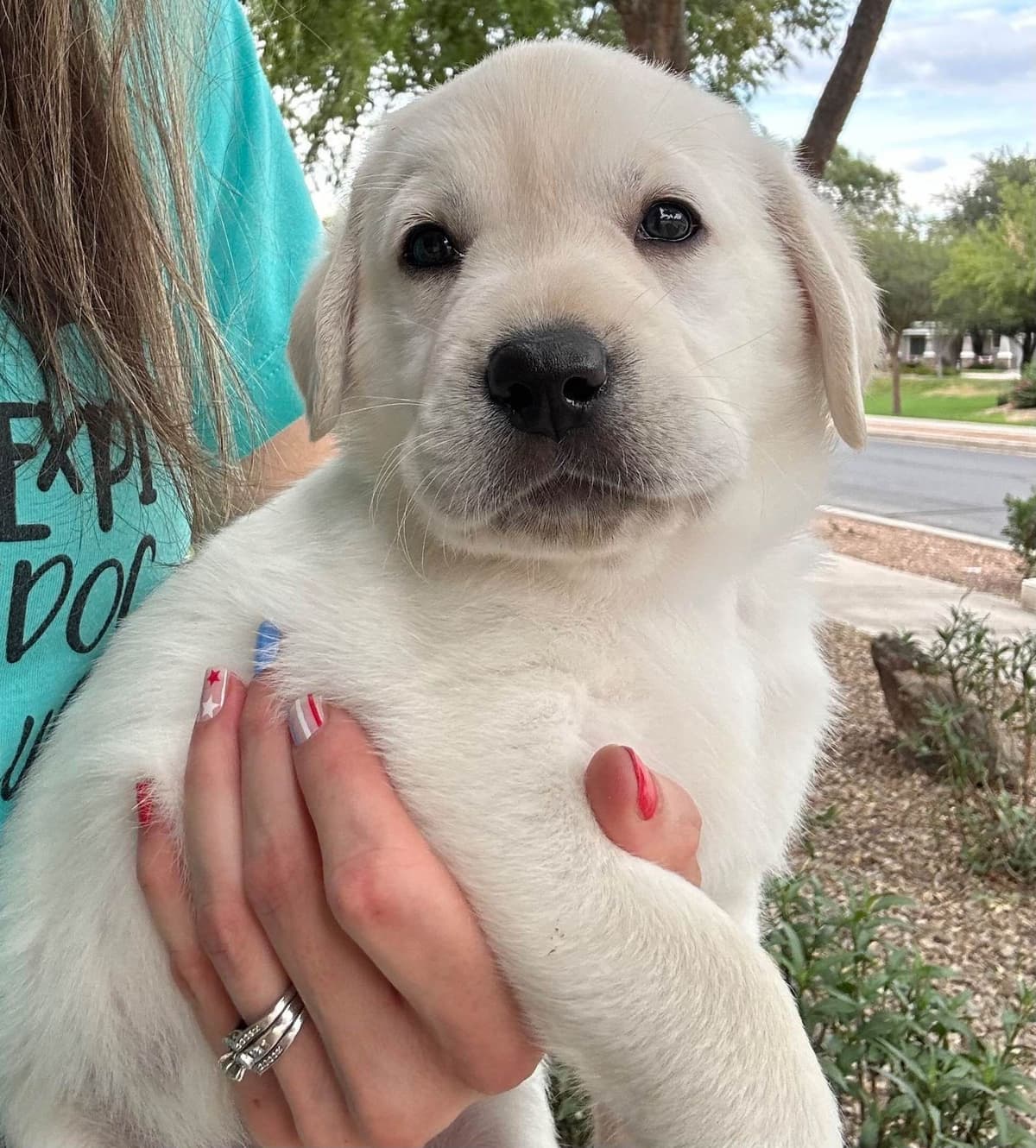 Labrador Retriever Puppies breeder image 20