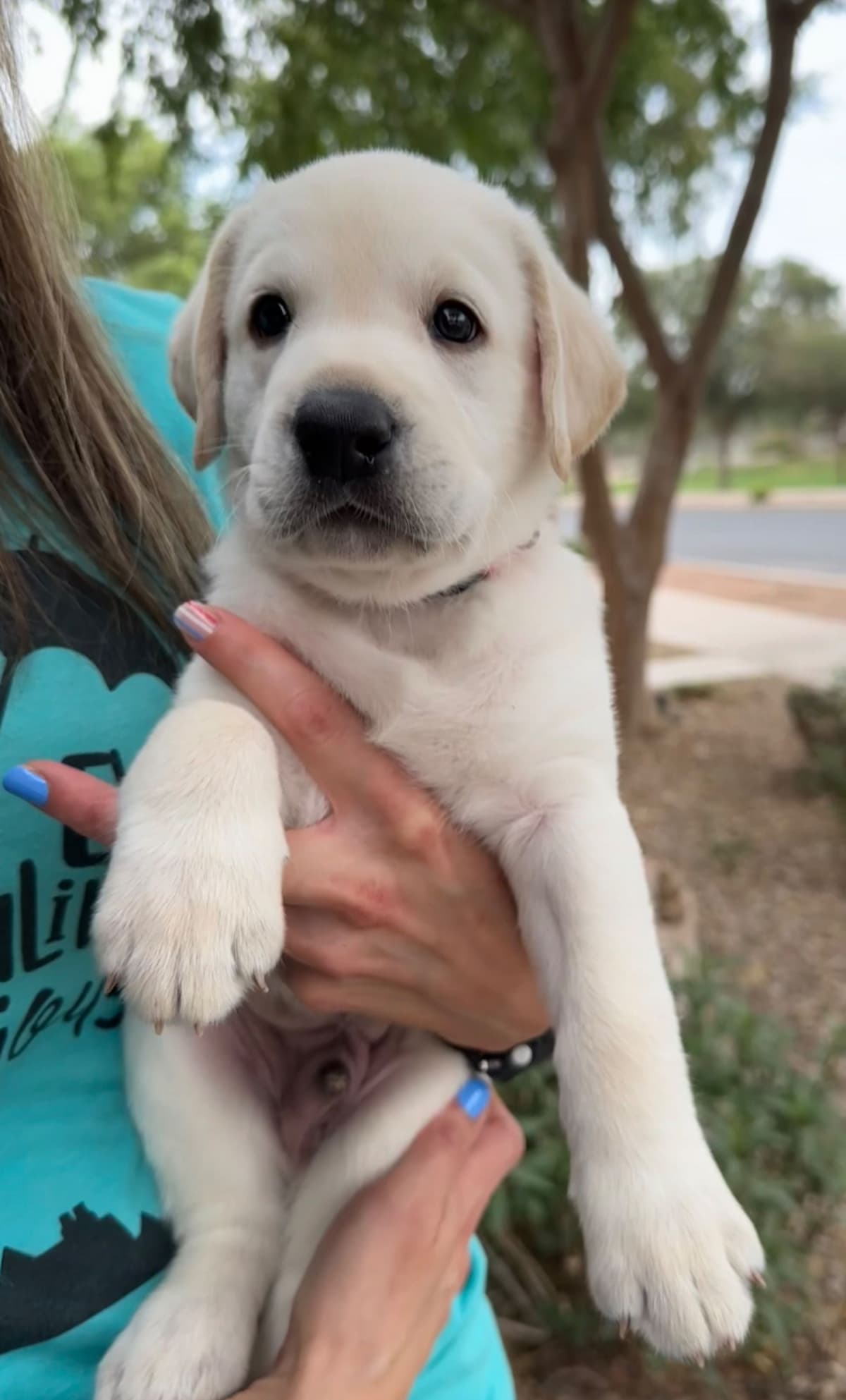 Labrador Retriever Puppies breeder image 21