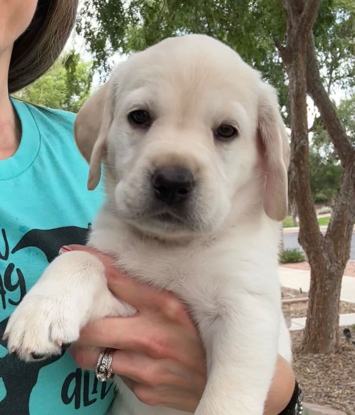 Labrador Retriever Puppies breeder image 22