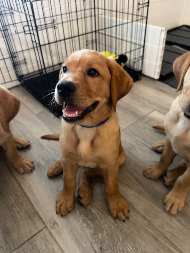 Labrador Retriever Puppies media 2