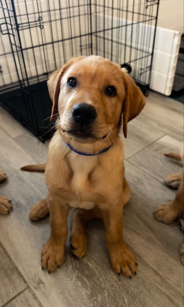 Labrador Retriever Puppies media 3