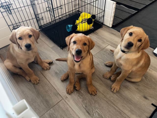 Labrador Retriever Puppies media 4