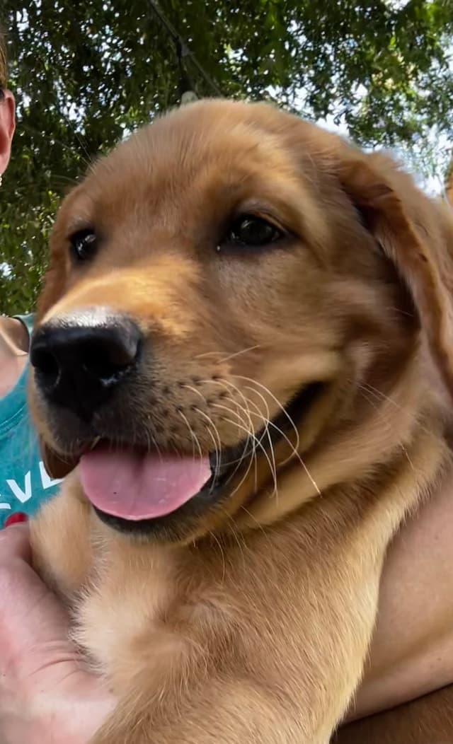 Labrador Retriever Puppies media 5