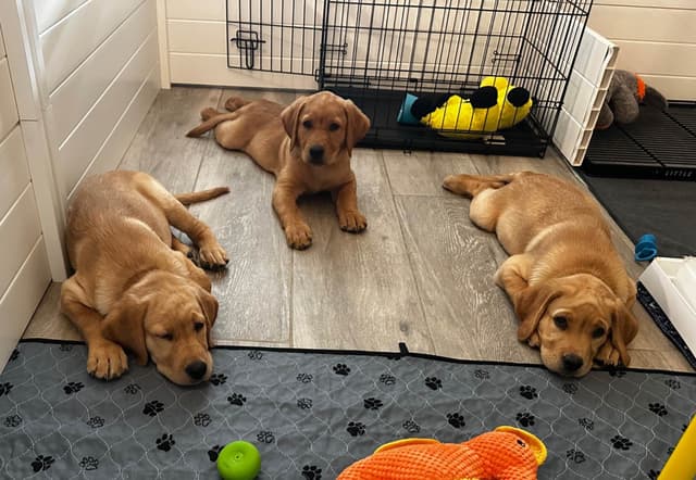 Labrador Retriever Puppies media 6