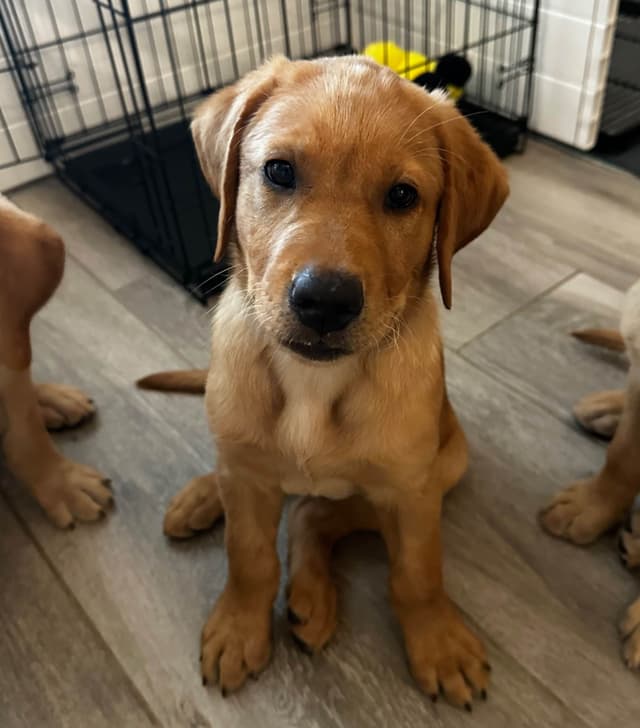 Labrador Retriever Puppies media 7