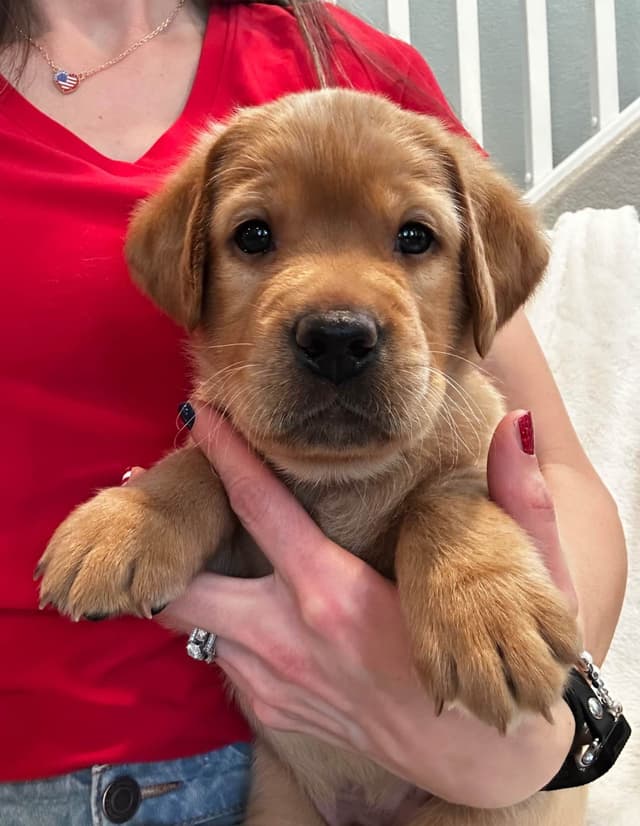 Labrador Retriever Puppies media 8