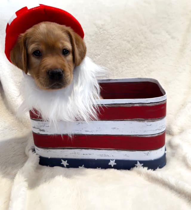 Labrador Retriever Puppies media 9
