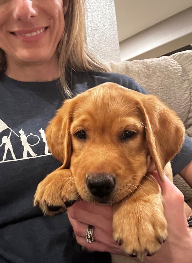 Labrador Retriever Puppies media 10