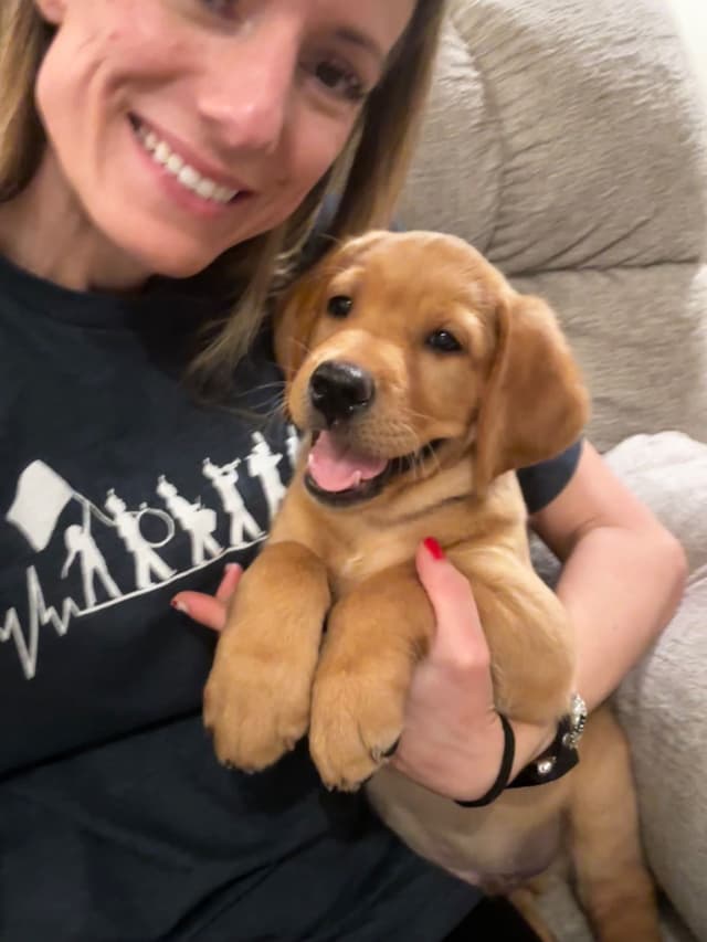 Labrador Retriever Puppies media 11