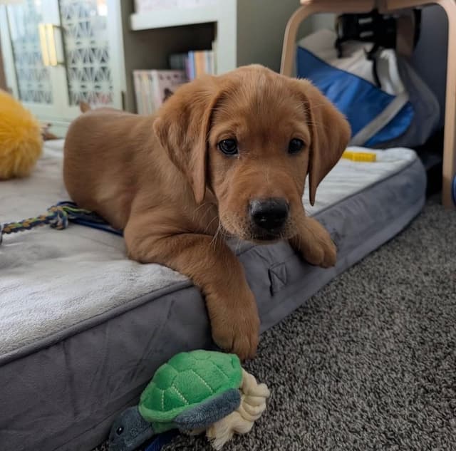 Labrador Retriever Puppies media 12