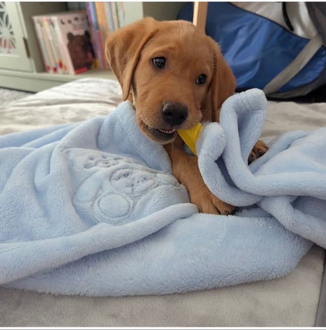 Labrador Retriever Puppies media 13