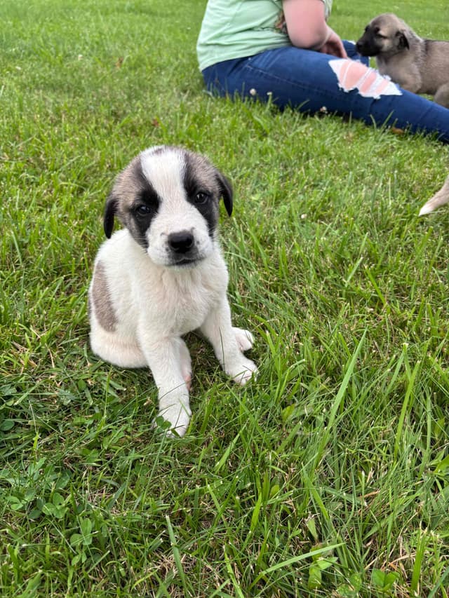 Anatolian Shepherd Dog Puppies media 2