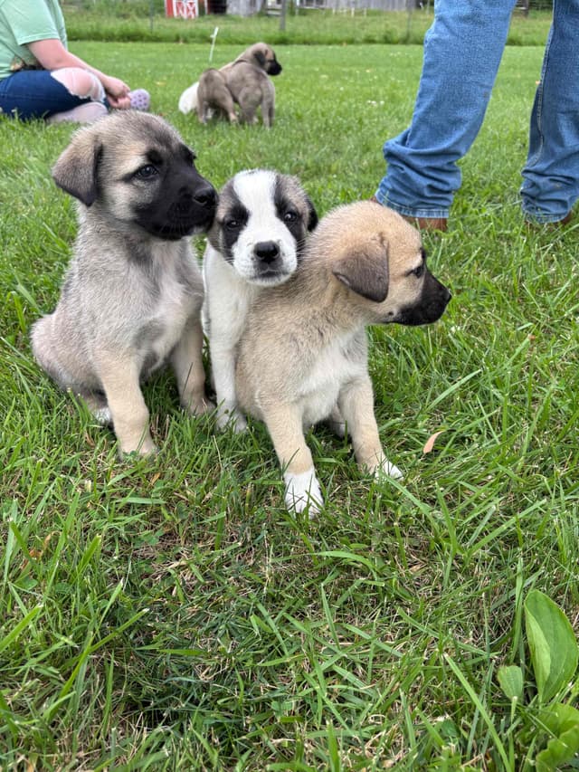 Anatolian Shepherd Dog Puppies media 3
