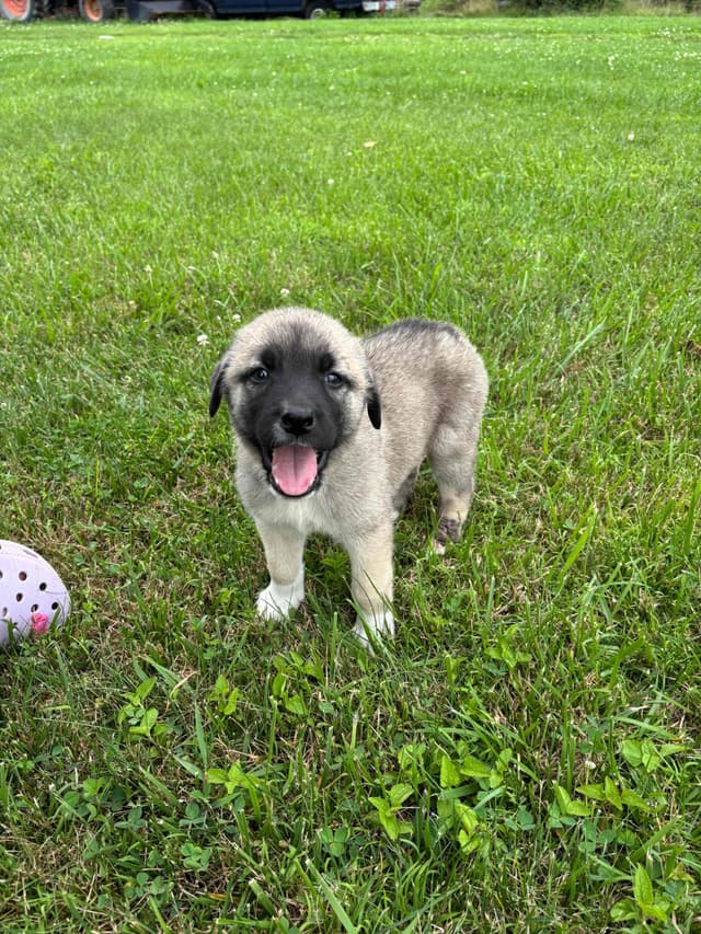 Anatolian Shepherd Dog Puppies media 4