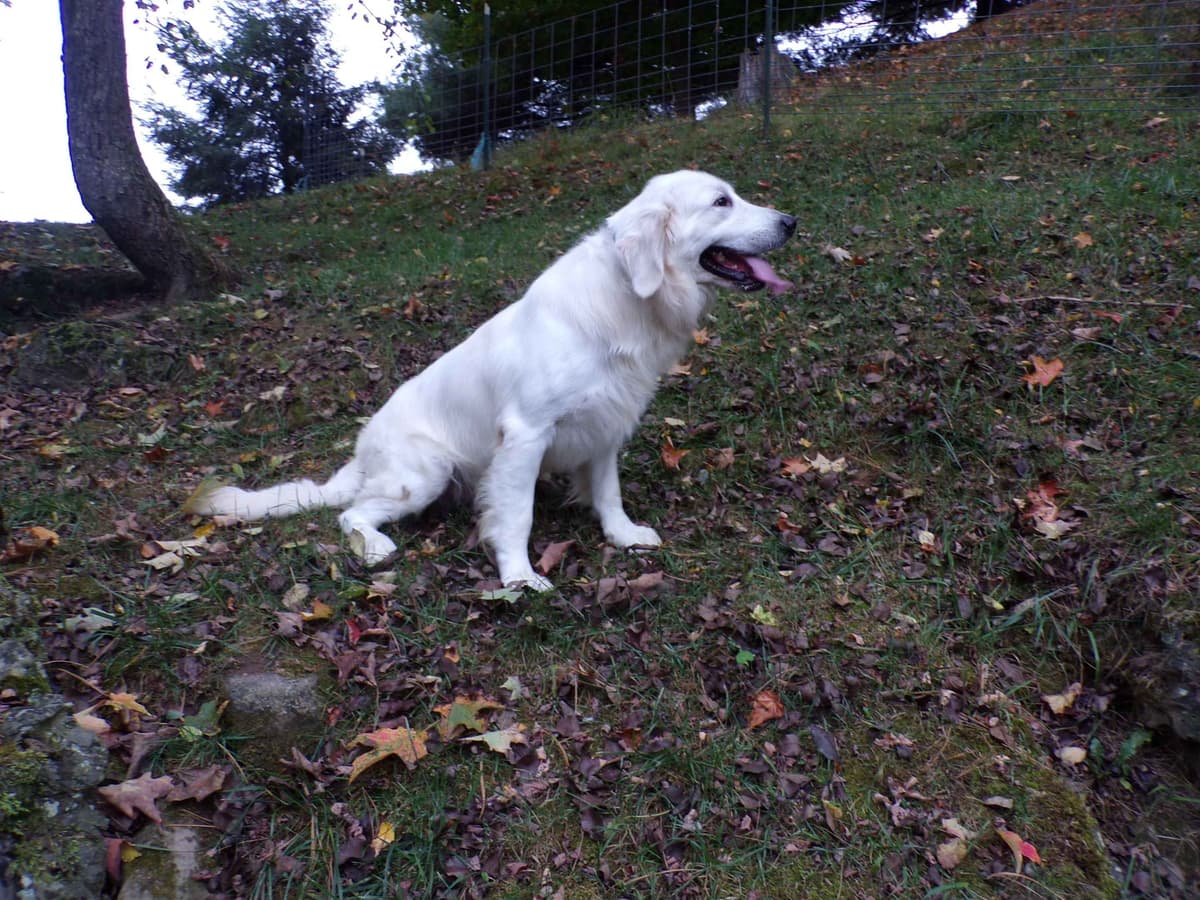 Golden Retriever Puppies breeder image 1