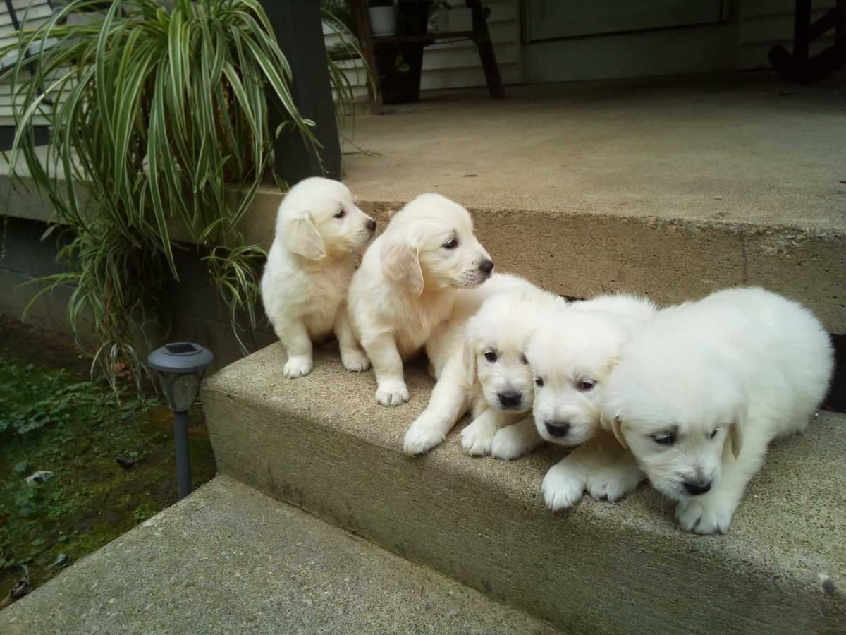 Golden Retriever Puppies breeder image 2