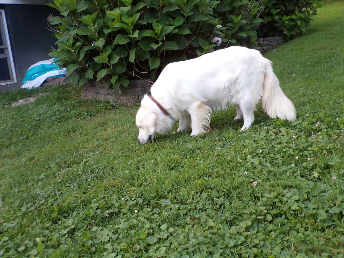 Golden Retriever Puppies breeder image 3