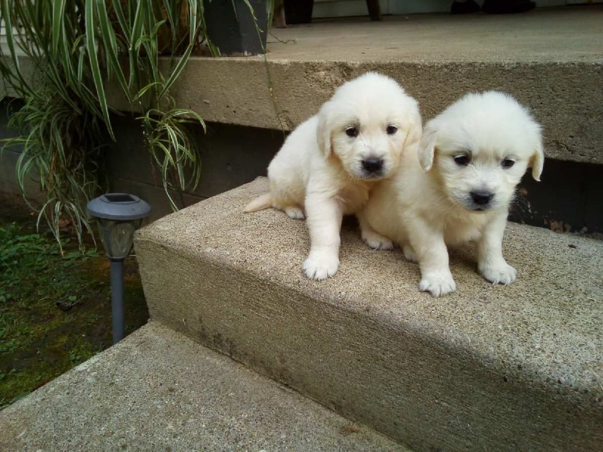 Golden Retriever Puppies breeder image 4