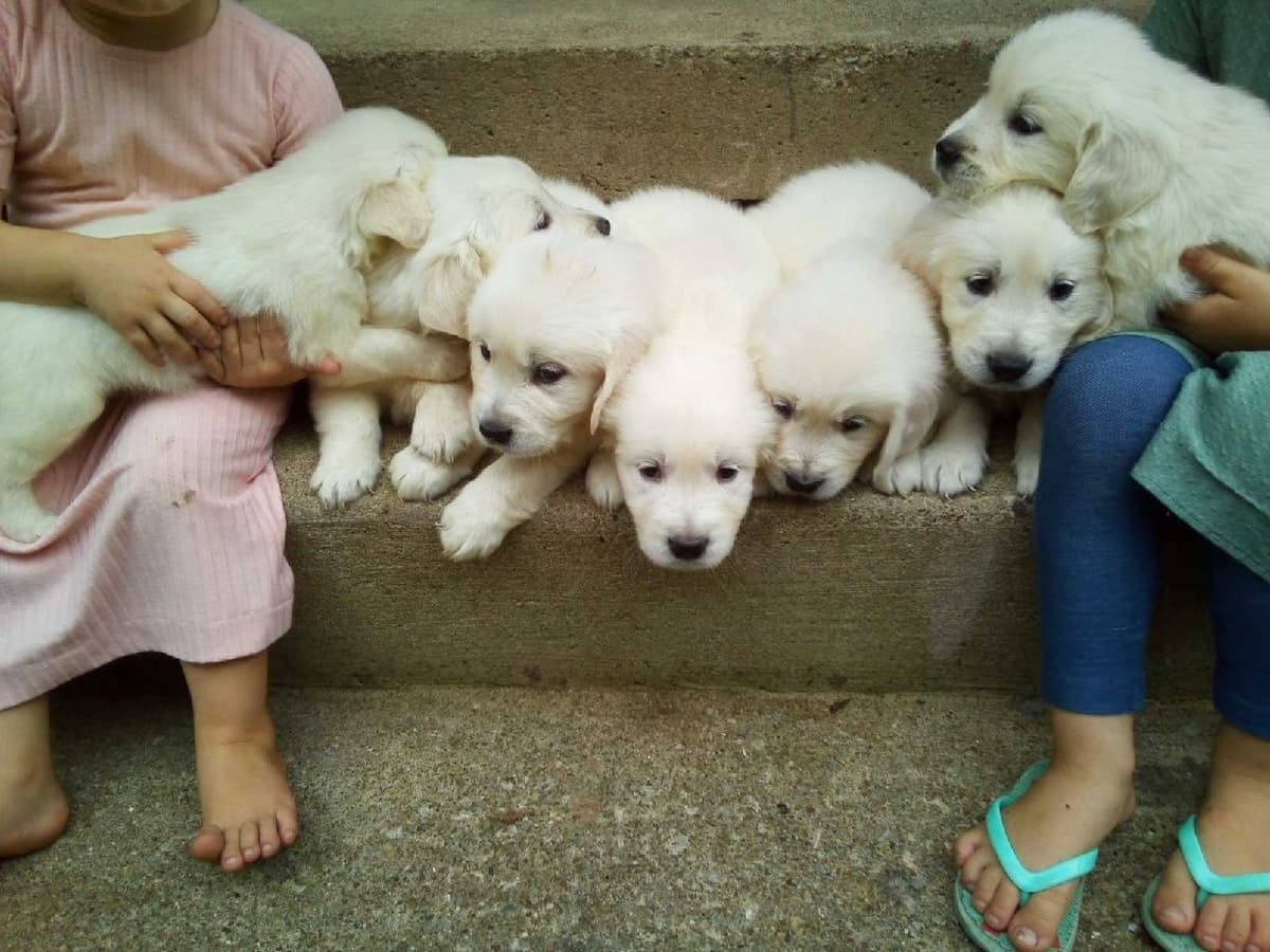 Golden Retriever Puppies breeder image 5