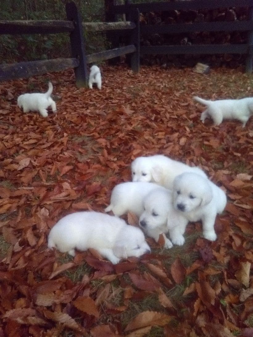Golden Retriever Puppies breeder image 6