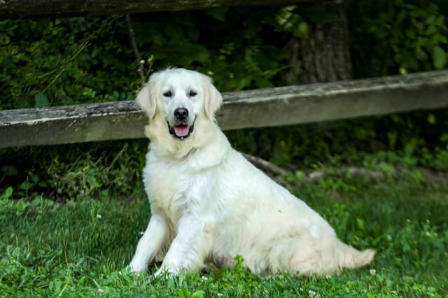 Golden Retriever Puppies media 2