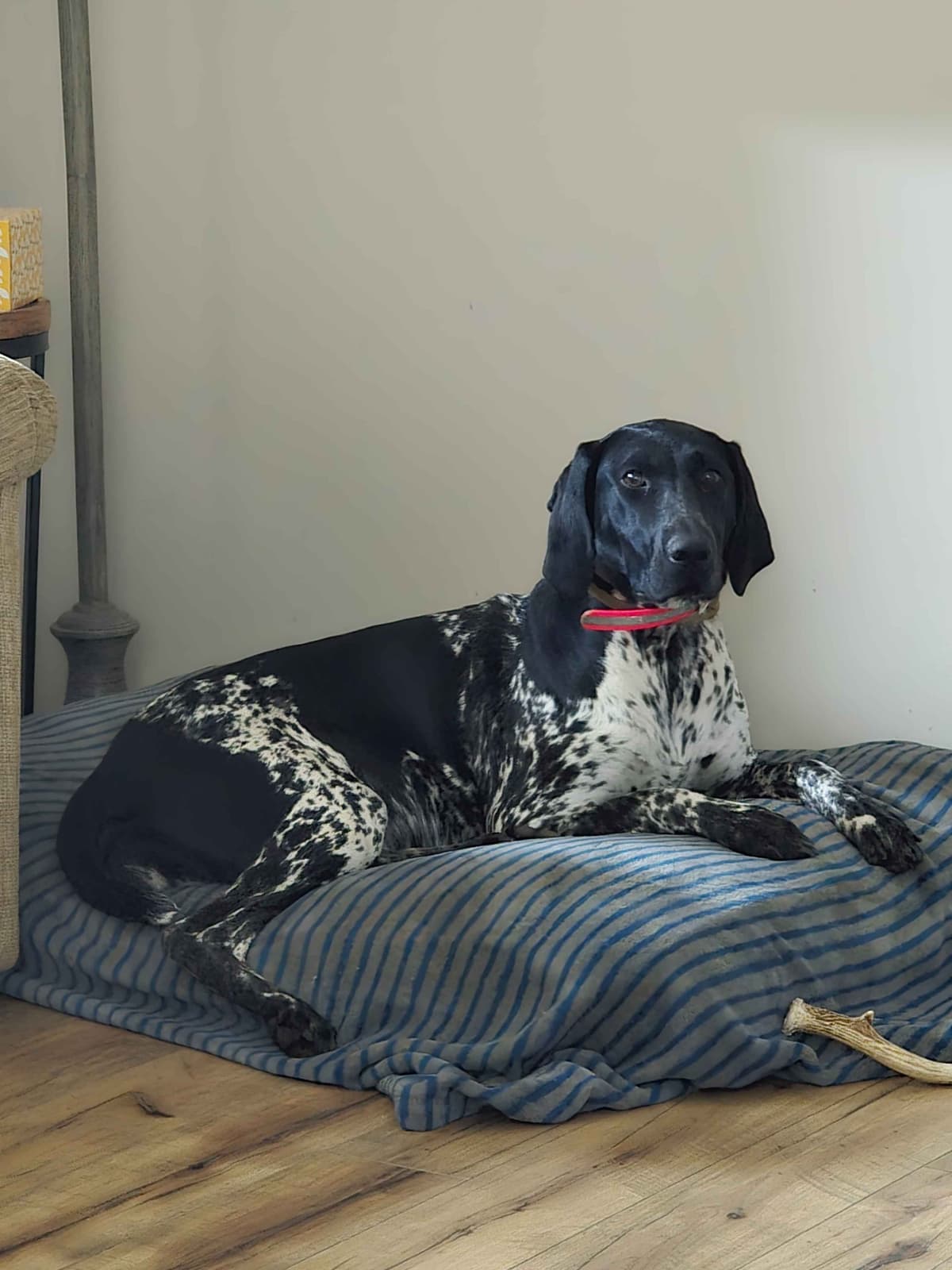 German Shorthaired Pointer Puppies breeder image 12