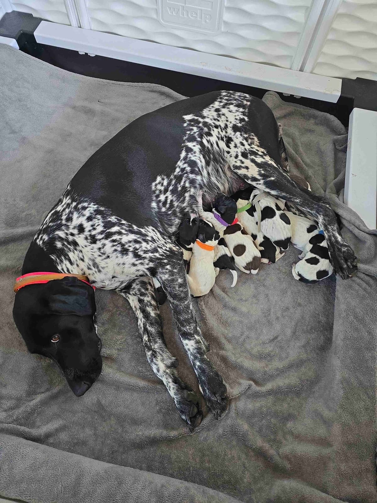 German Shorthaired Pointer Puppies breeder image 7