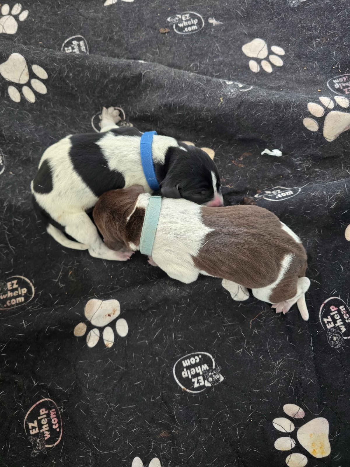 German Shorthaired Pointer Puppies breeder image 9
